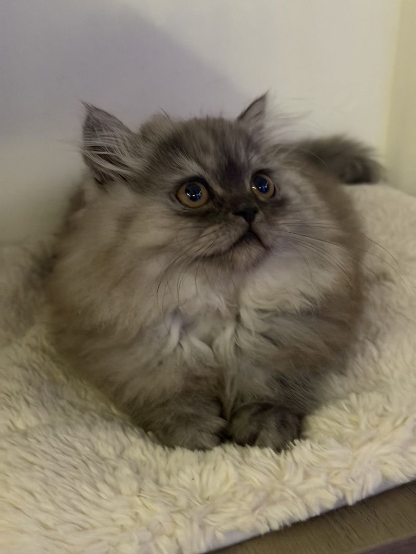 Graues Perser-Kitten Mädchen sucht liebevolles Zuhause