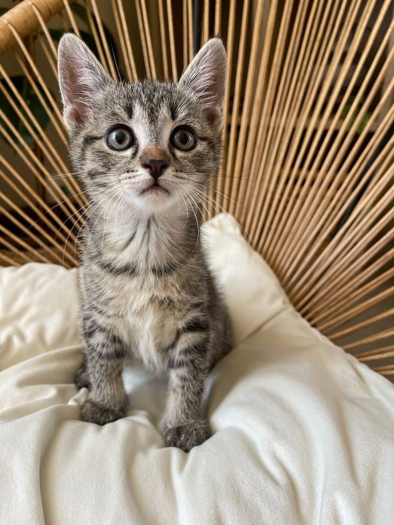 Katzenbabys Kitten