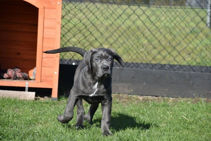 Cane Corso Welpen, blau