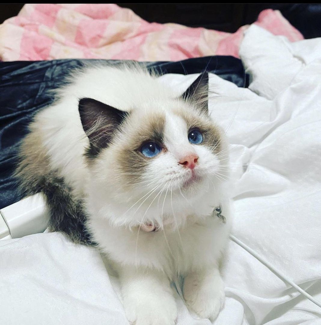 Wunderschöne Ragdoll-Katze mit Flashpoint-Fellzeichnung abzugeben