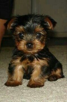 Yorkshire Terrier Welpen. WhatsApp: +44 7469 456352