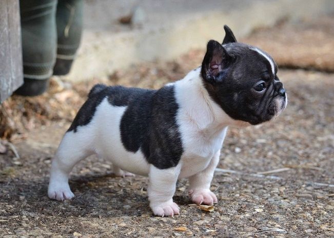 Französische Bulldoggen welpen. WhatsApp: +44 7469 456352