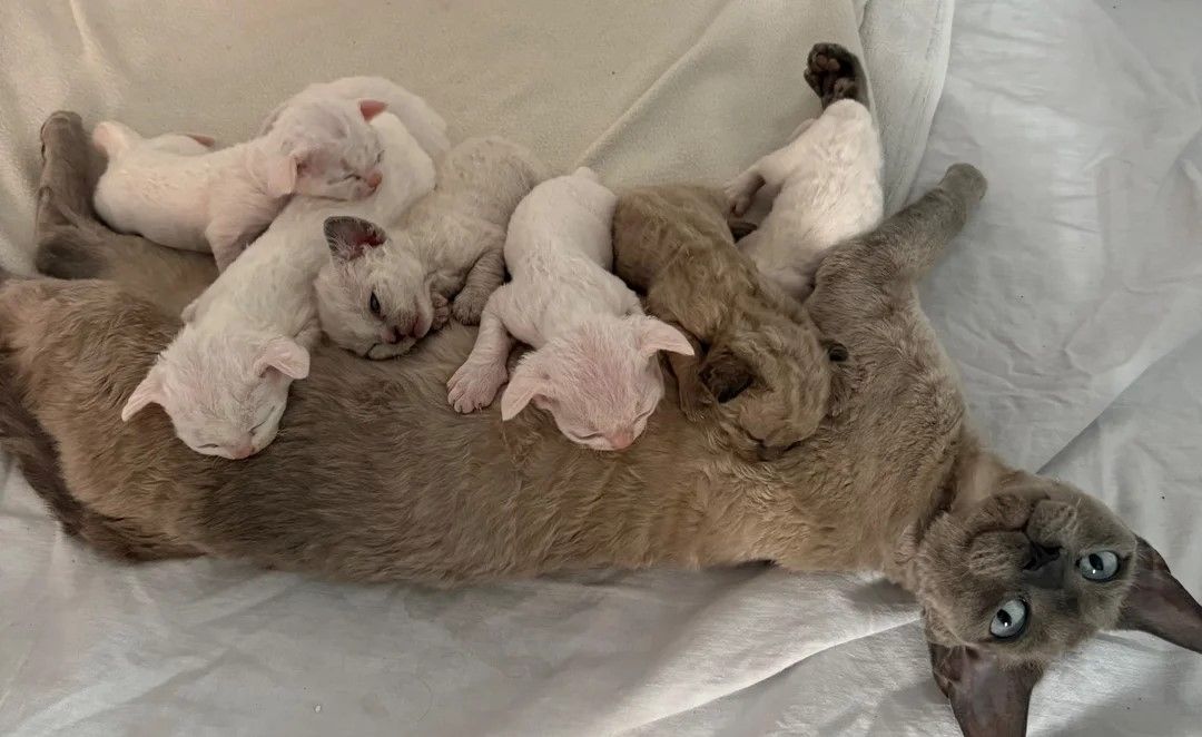 😻 Devon-Rex-Kätzchen abzugeben 😻❤️