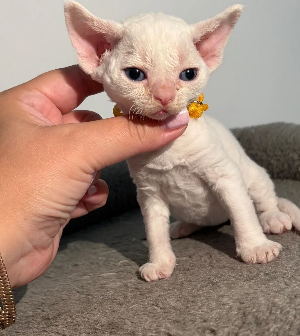 😻 Devon-Rex-Kätzchen abzugeben 😻❤️