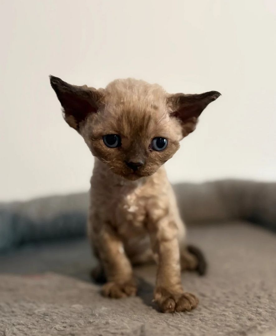 😻 Devon-Rex-Kätzchen abzugeben 😻❤️