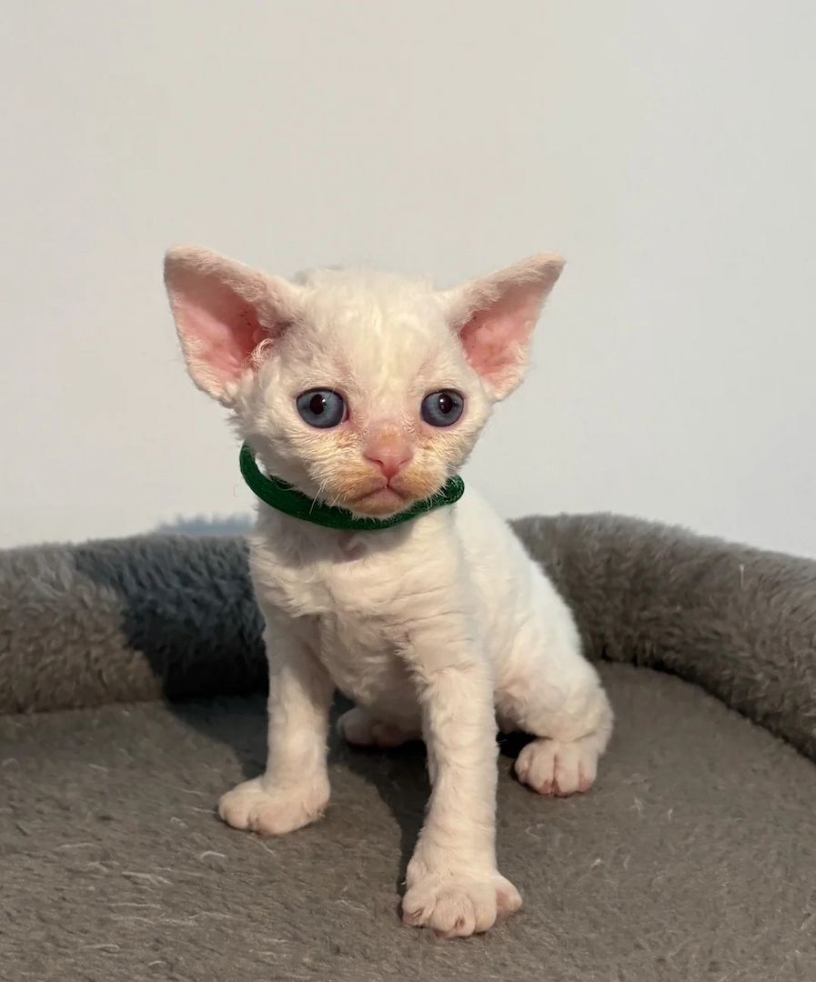 😻 Devon-Rex-Kätzchen abzugeben 😻❤️