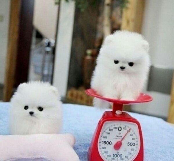 Reinrassige Zwergspitz / Pomeranian welpen mit Papieren