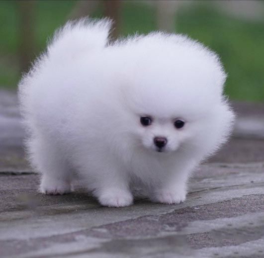Reinrassige Zwergspitz / Pomeranian welpen mit Papieren