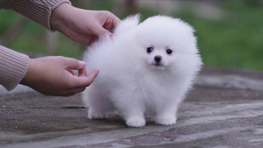 Reinrassige Zwergspitz / Pomeranian welpen mit Papieren
