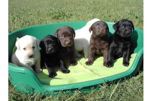 ZuckersьЯe Labradorwelpen