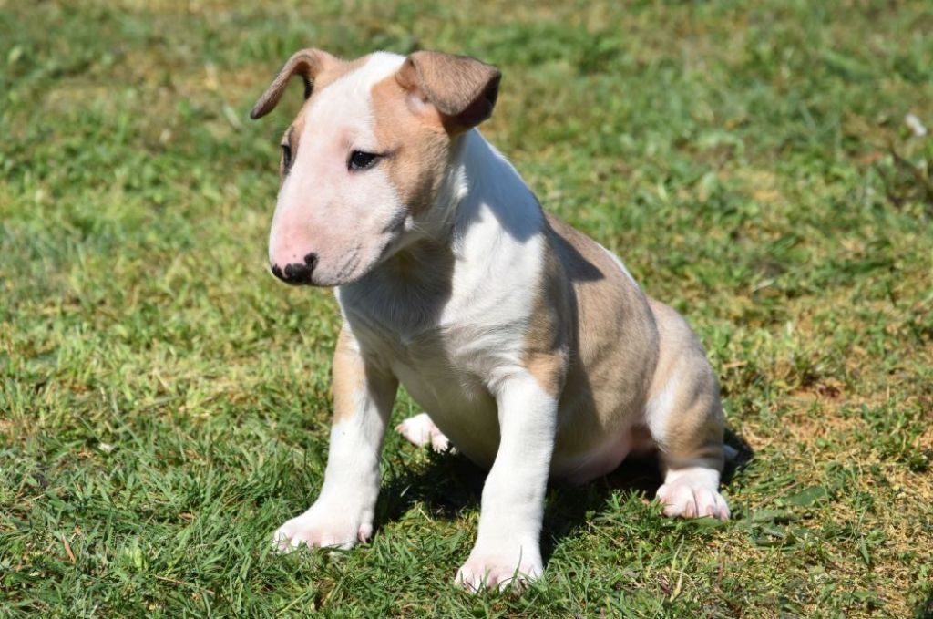 Miniatur Bullterrier Welpe