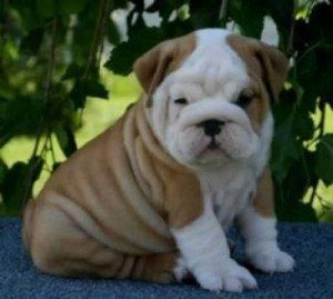 Englische Bulldogge zu verkaufen