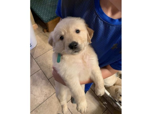 KC-registrierte Labrador-Welpen