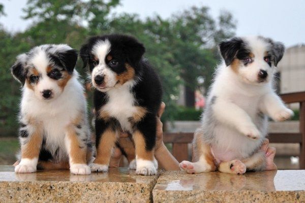 Australian-Shepherd-Welpe sucht ein Zuhause für immer