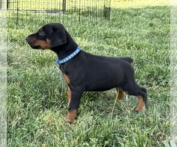 KC-registrierte Dobermann-Welpen zu verkaufen