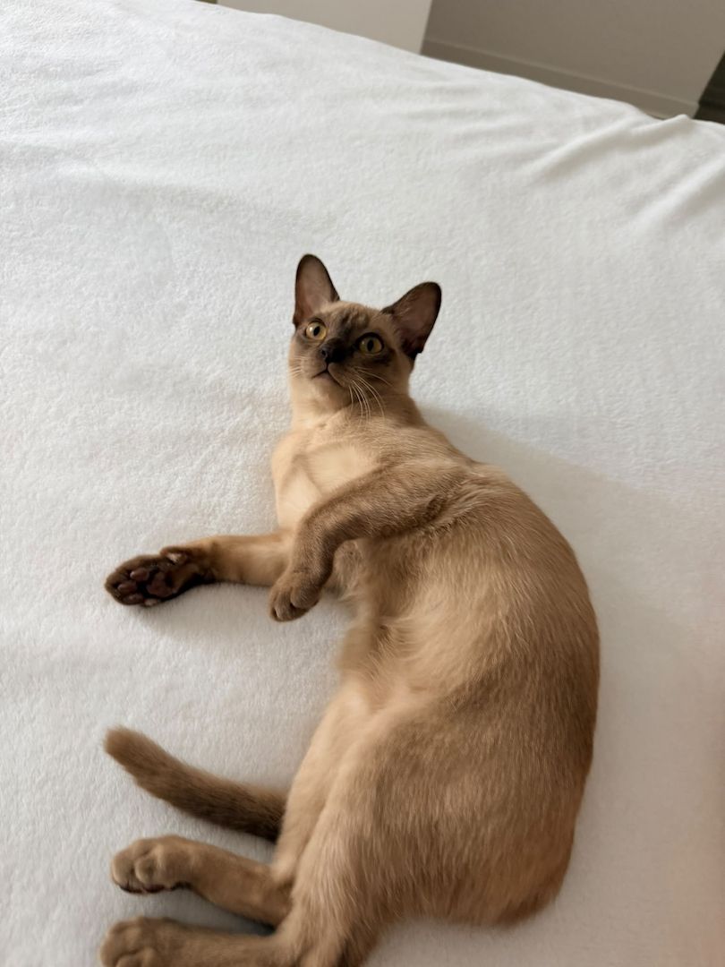Burma Kitten