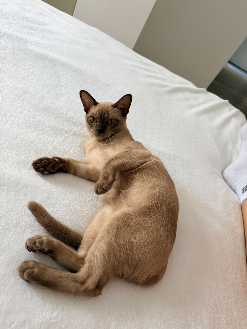 Burma Kitten