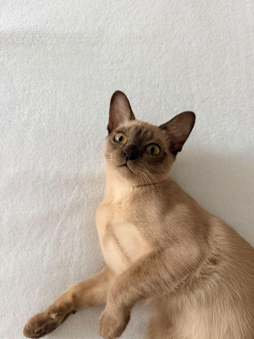 Burma Kitten