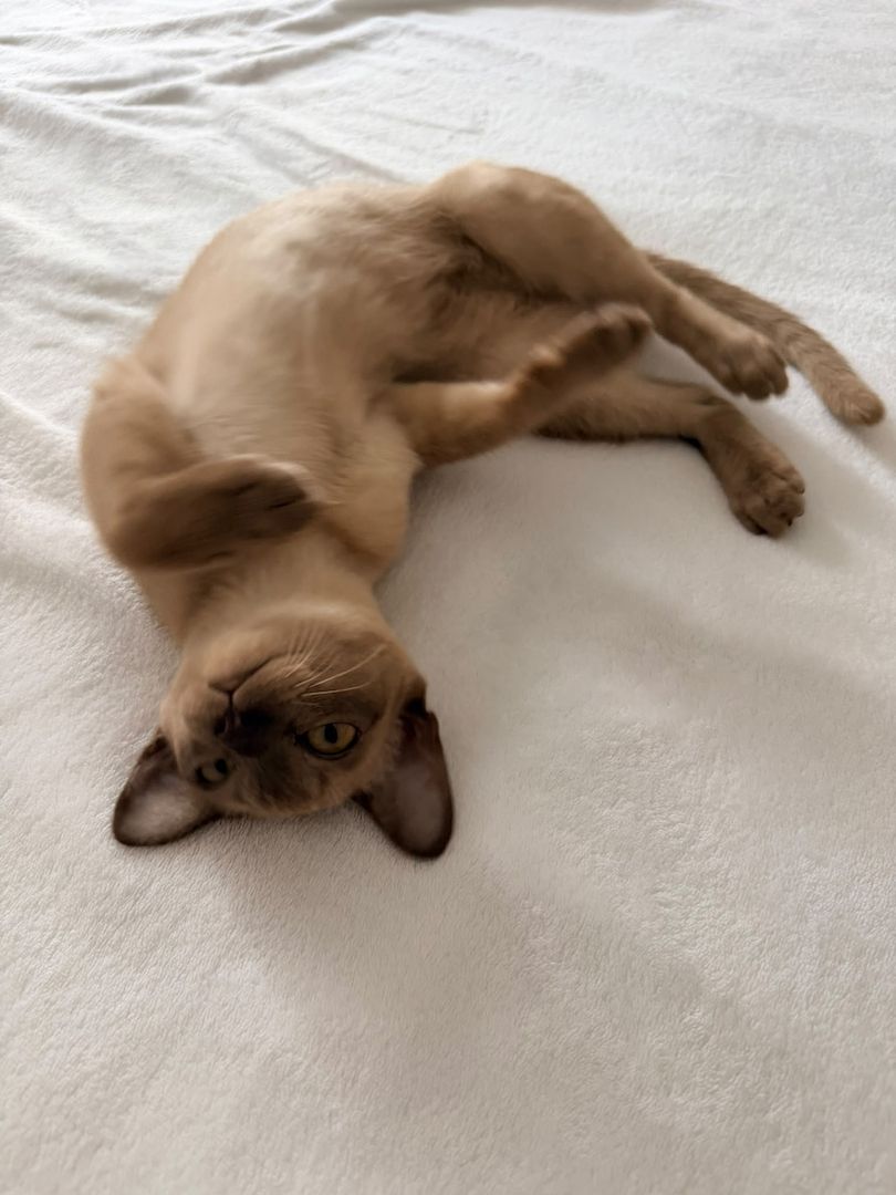 Burma Kitten
