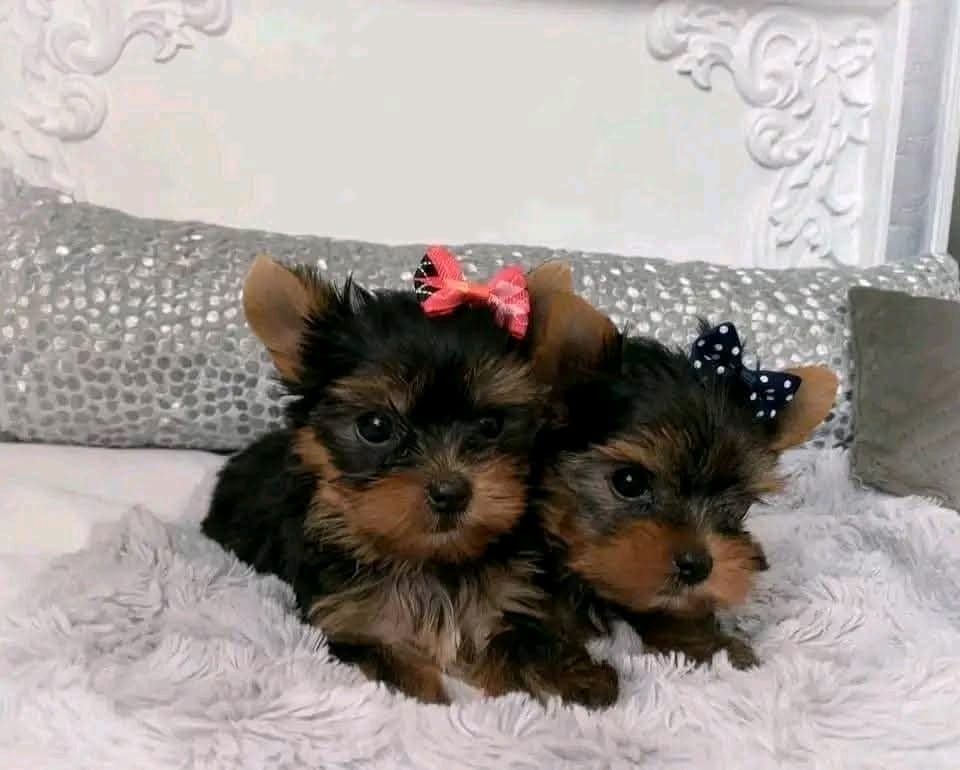 Yorkie-Welpen suchen ein liebevolles Zuhause