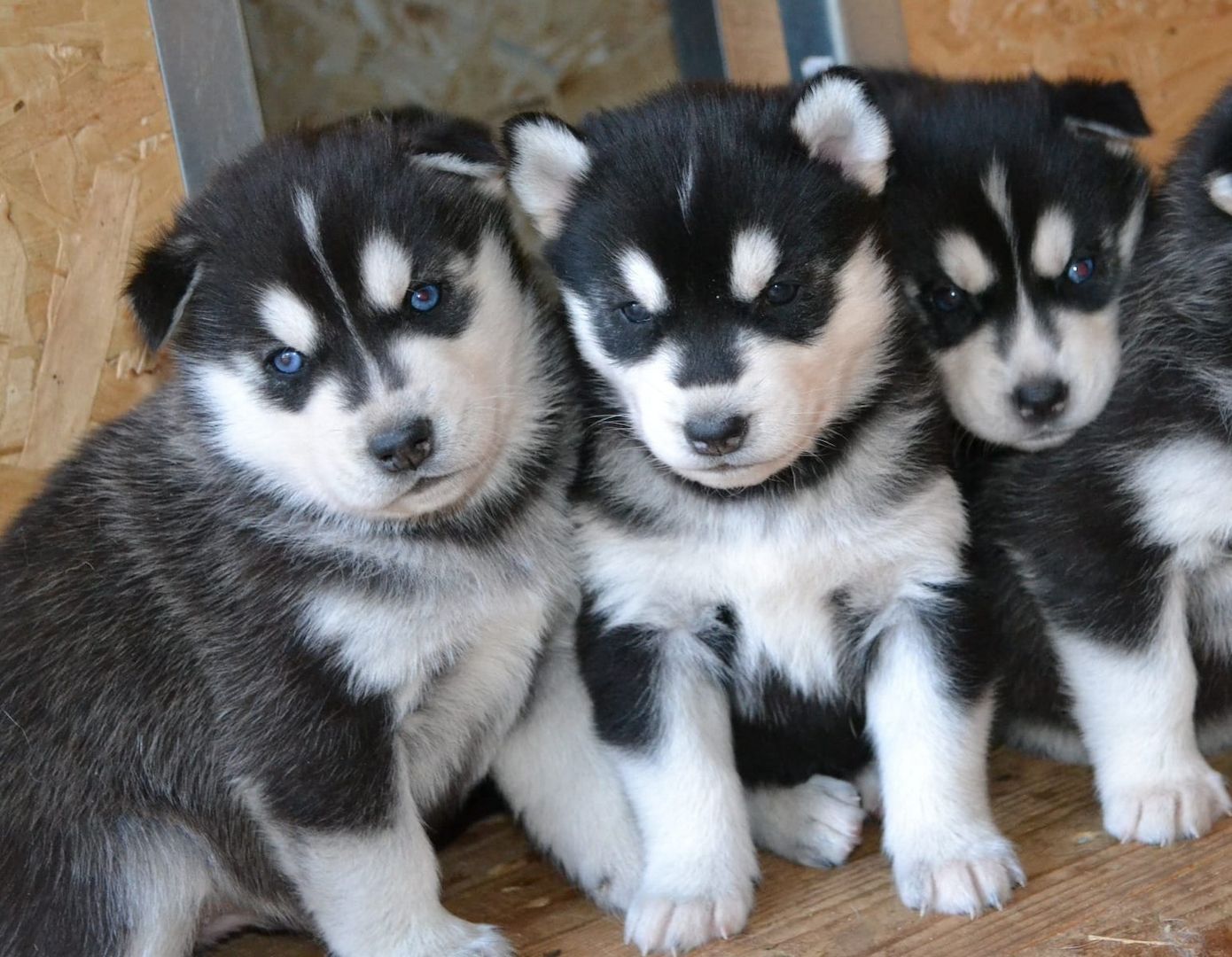 Siberian Husky Welpe für Sie