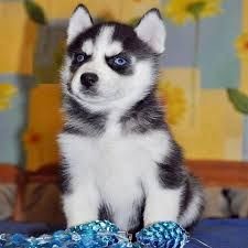 Sibeberian Husky welpen