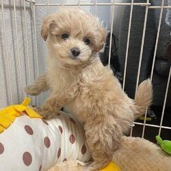 Maltipoo-Welpen suchen ein liebevolles Zuhause.