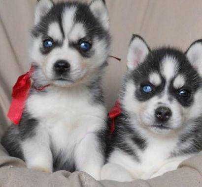 Siberian Husky Welpen für Sie