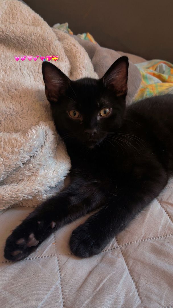 Wunderschöner Bombay Kater abzugeben