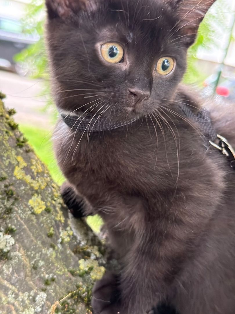 Wunderschöner Bombay Kater abzugeben