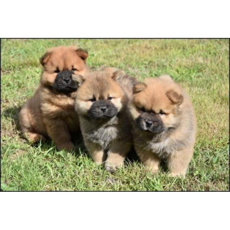 Chow-Chow-Welpen abzugeben