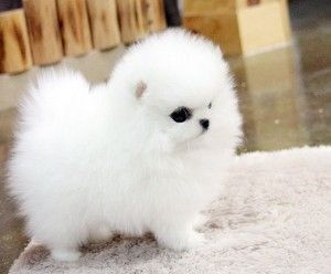 Mini Pomeranian Zwergspitz welpen