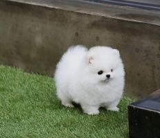 Pomeranian Zwergspitz Welpen