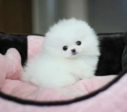 Pomeranian Zwergspitz Welpen