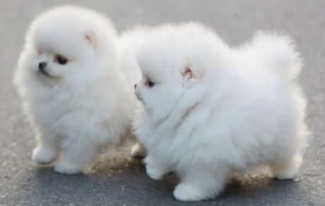 Zwergspitz Pomeranian welpen mit Stammbaum-Ahnentafel