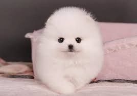 Zwergspitz-Pomeranian Welpen