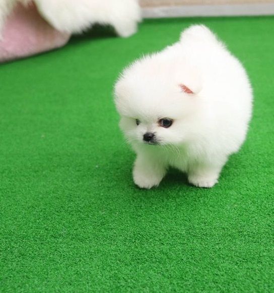 süßer, Zwergspitz-Pomeranian Welpen