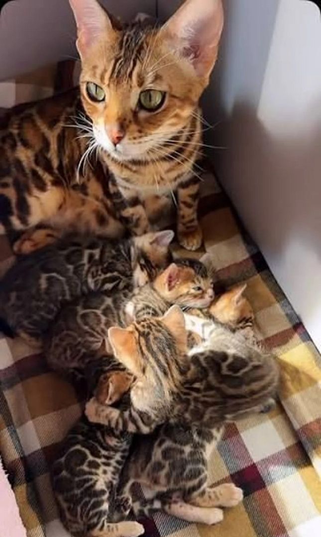 wunderschönen Bengal-Kätzchen vorzustellen