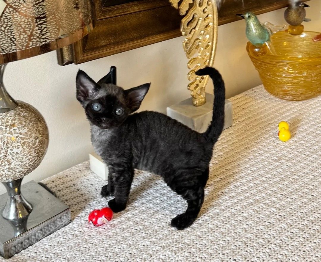 Hervorragende Devon-Rex-Kätzchen zu verkaufen.