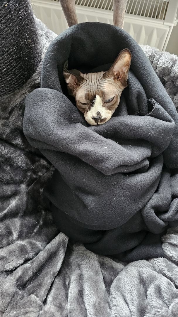 Verschmustes Sphynx Pärchen sucht liebevolles Zuhause auf Lebenszeit