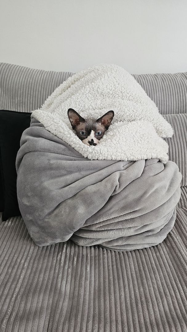 Verschmustes Sphynx Pärchen sucht liebevolles Zuhause auf Lebenszeit