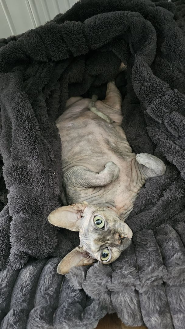 Verschmustes Sphynx Pärchen sucht liebevolles Zuhause auf Lebenszeit