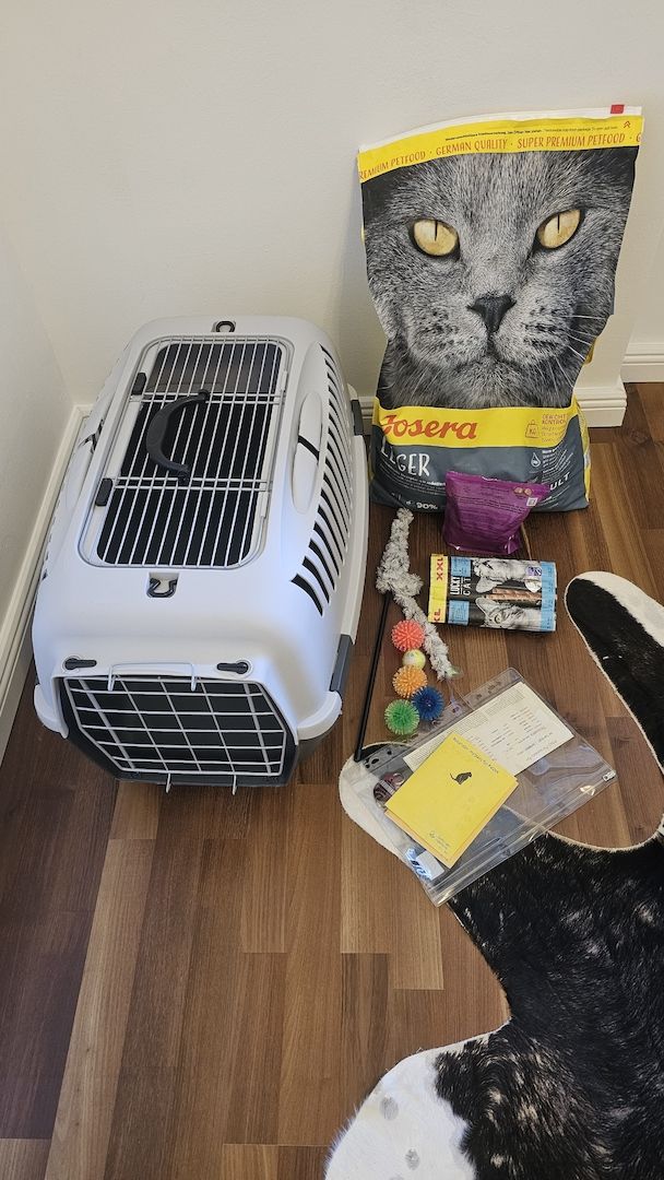 Verschmustes Sphynx Pärchen sucht liebevolles Zuhause auf Lebenszeit