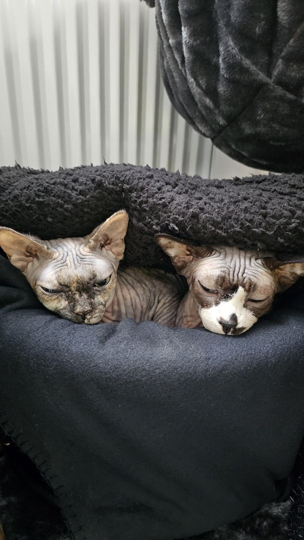 Verschmustes Sphynx Pärchen sucht liebevolles Zuhause auf Lebenszeit