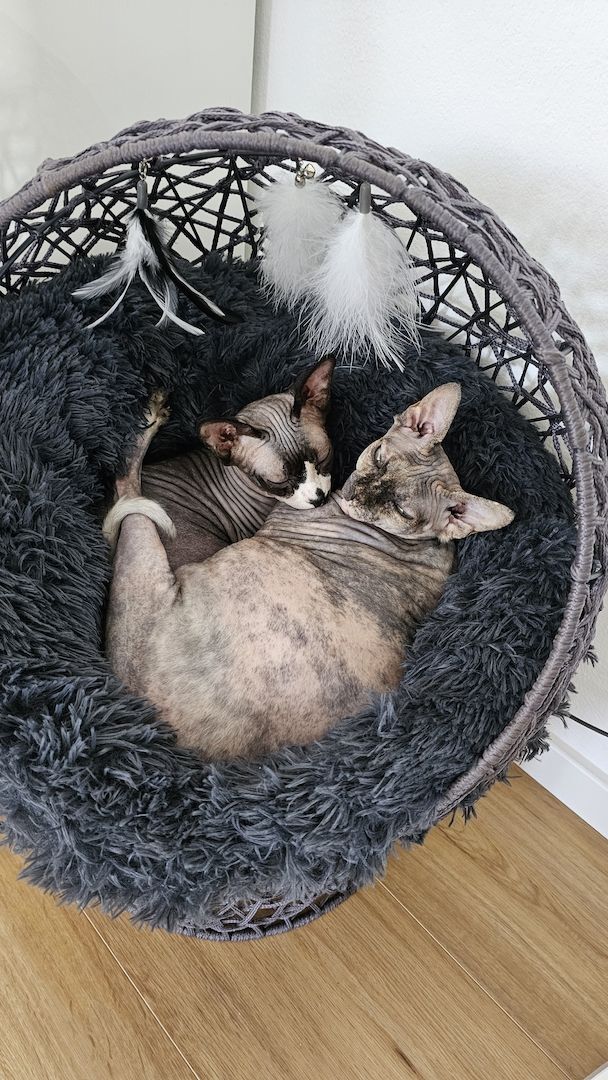 Verschmustes Sphynx Pärchen sucht liebevolles Zuhause auf Lebenszeit