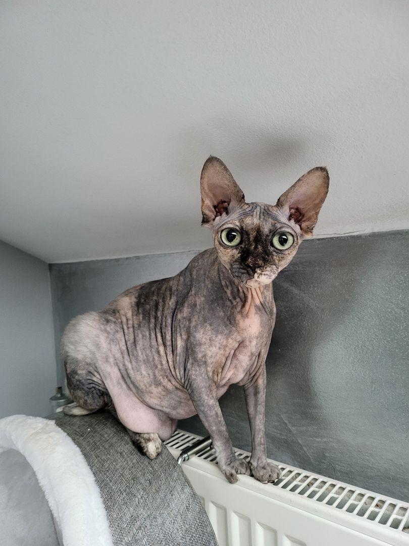 Verschmustes Sphynx Pärchen sucht liebevolles Zuhause auf Lebenszeit
