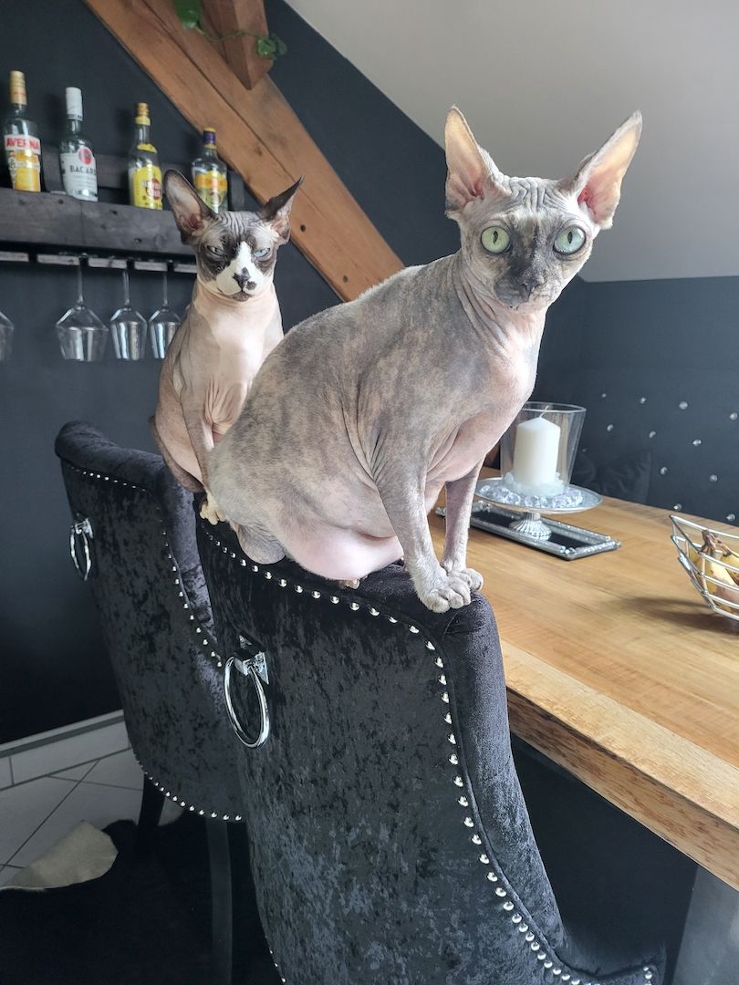 Verschmustes Sphynx Pärchen sucht liebevolles Zuhause auf Lebenszeit