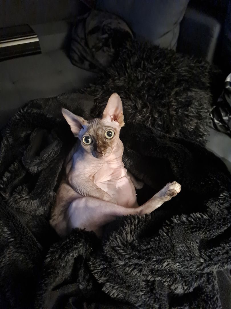 Verschmustes Sphynx Pärchen sucht liebevolles Zuhause auf Lebenszeit