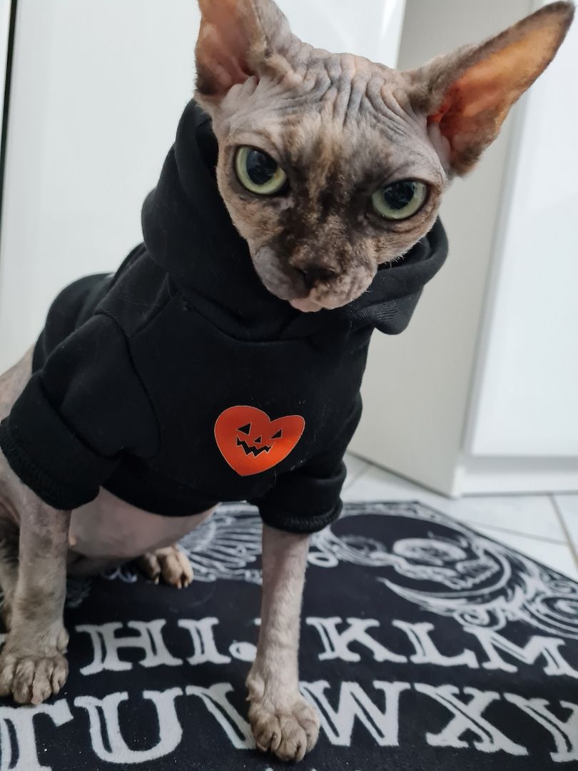 Verschmustes Sphynx Pärchen sucht liebevolles Zuhause auf Lebenszeit