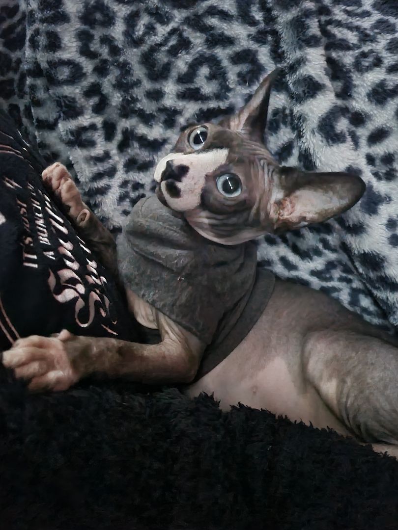Verschmustes Sphynx Pärchen sucht liebevolles Zuhause auf Lebenszeit